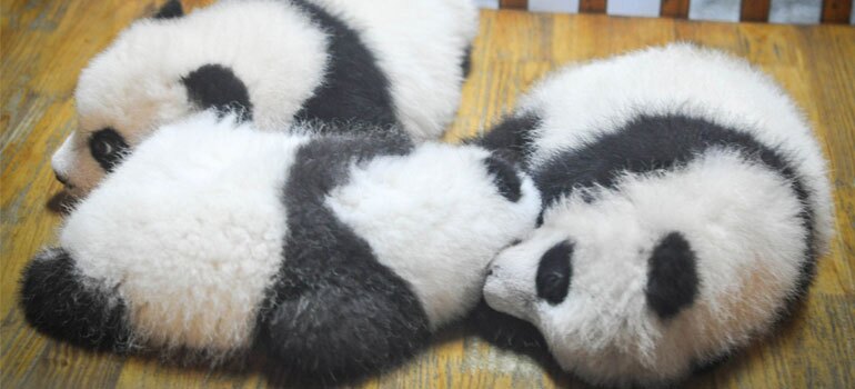 Baby Pandas