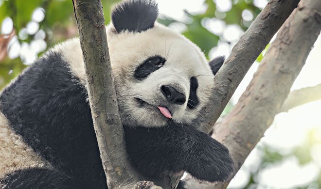 Half-Day Chengdu Pandas Tour