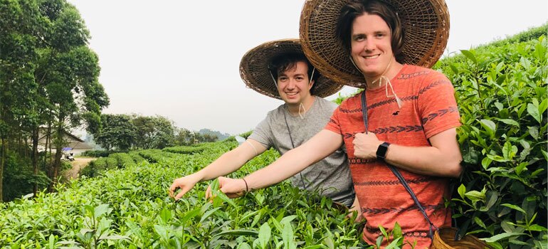 Picking Tea