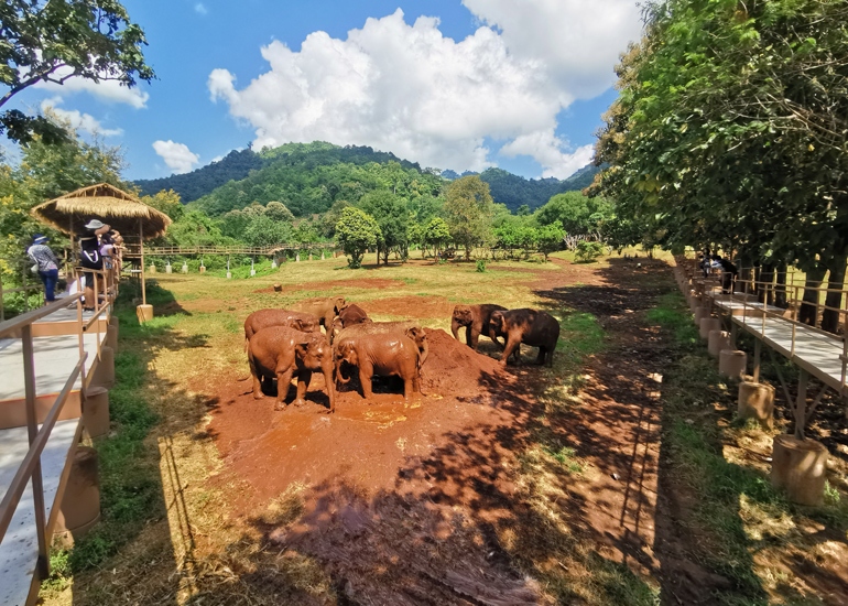 Elephants playing in the mud pit