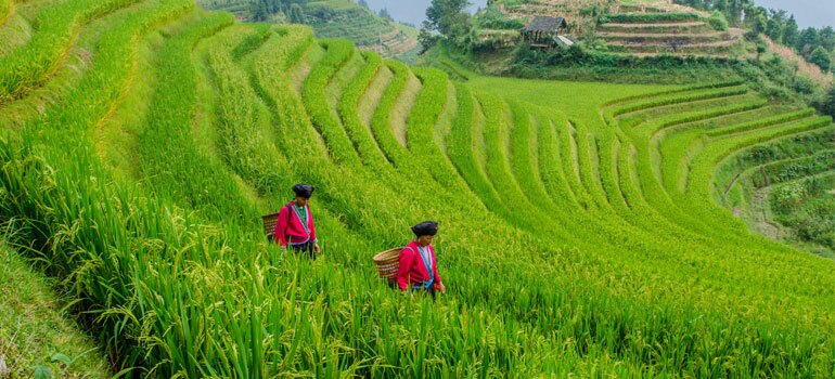 Terraced Rice Fields