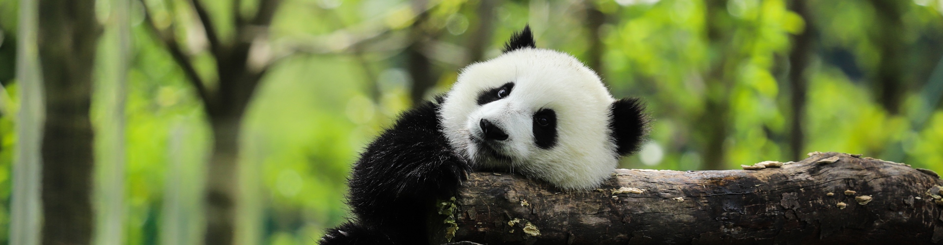 Wolong Panda Reserve - the Homeland of the Giant Panda