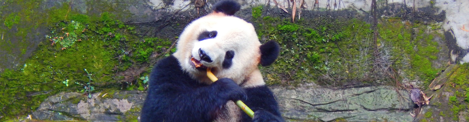 Bifengxia Panda Base - Nature and Panda Sightseeing