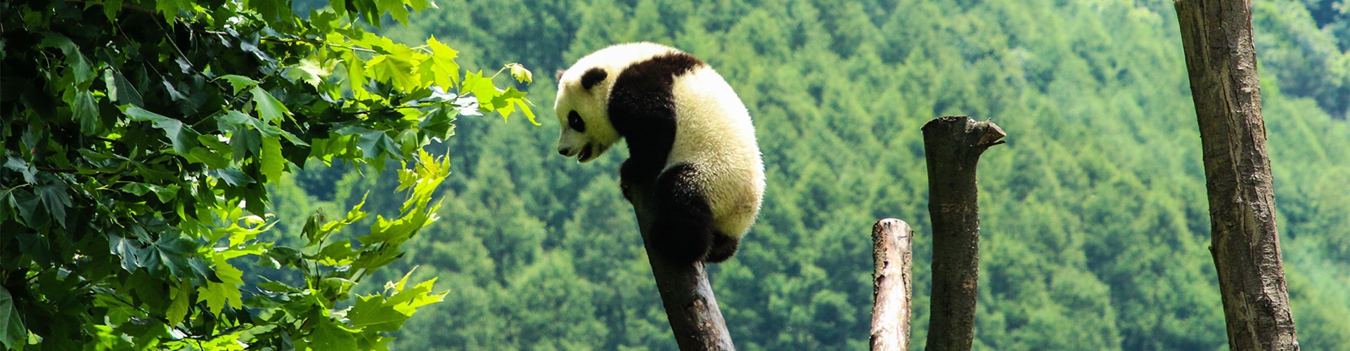 The 5 Best Places to See Giant Pandas in Chengdu