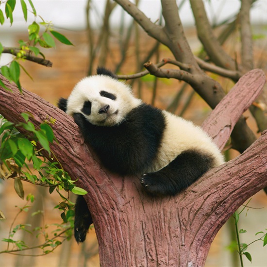 The 5 Best Places to See Giant Pandas in Chengdu