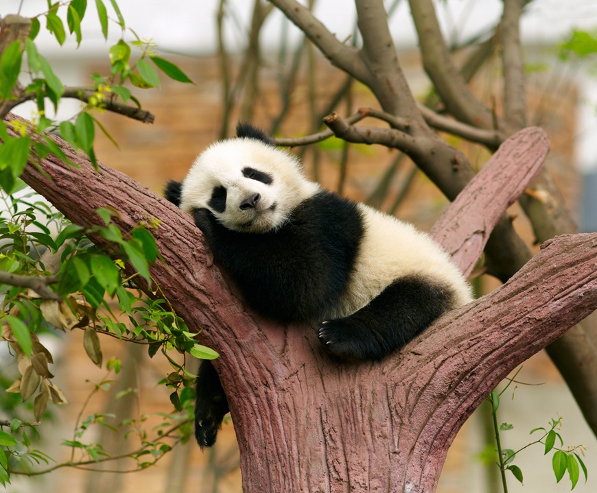 Chengdu Research Base Of Giant Panda Breeding Trippests Panda Travel