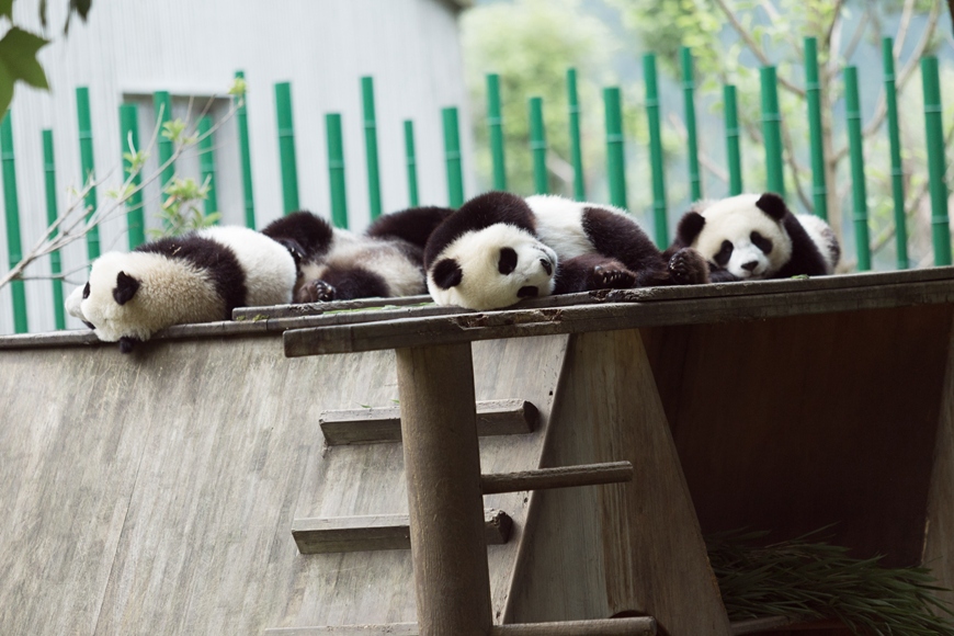 Asian beliefs about pandas