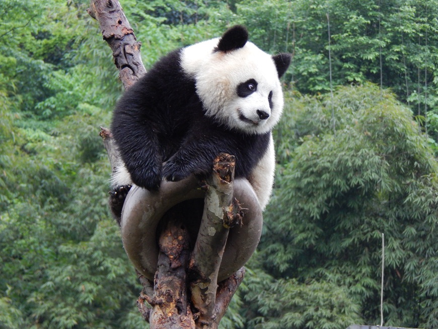 panda