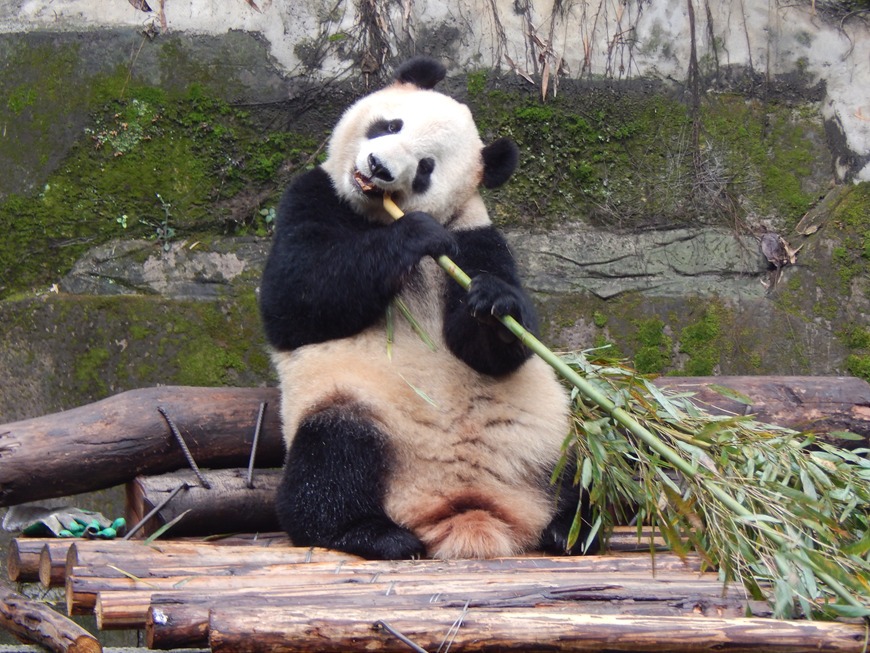 Top 20 Facts about Giant Pandas - Trippest's Panda Travel Guide