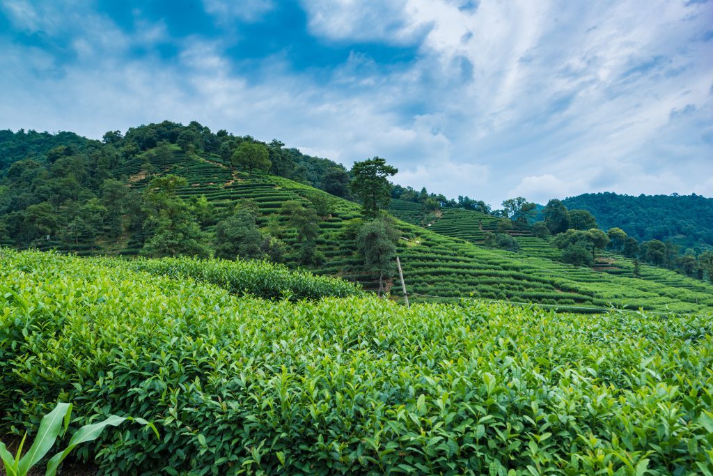 Meijiawu Tea Plantation